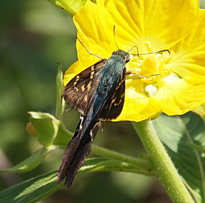 [This is more of a top-down view of the butterfly on the same flower. The 'furry' body is a greenish-blue. There is also a small section of wing that is folded around the first third of the tail. The tail is made of two halves as it is essentially extensions of the wing.]